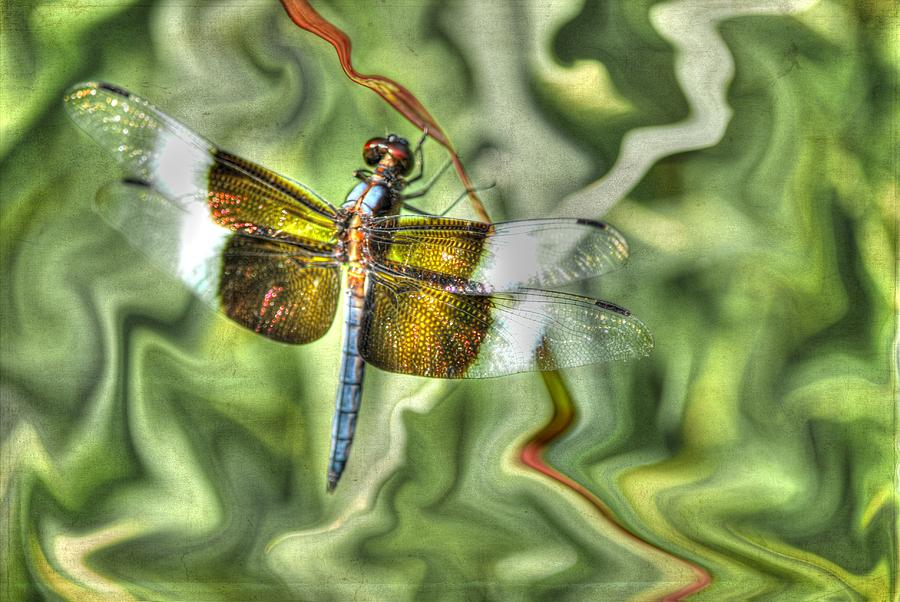 Colorful Dragonfly Photograph by Linda Segerson
