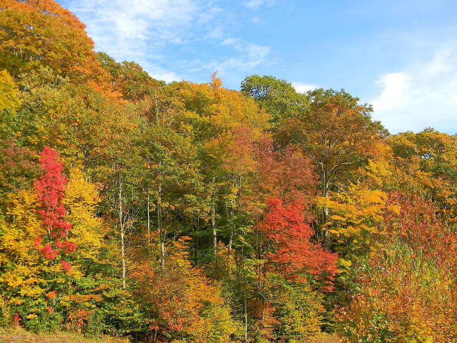 Colorful Fall Foliage Photograph by Mary Koval - Fine Art America