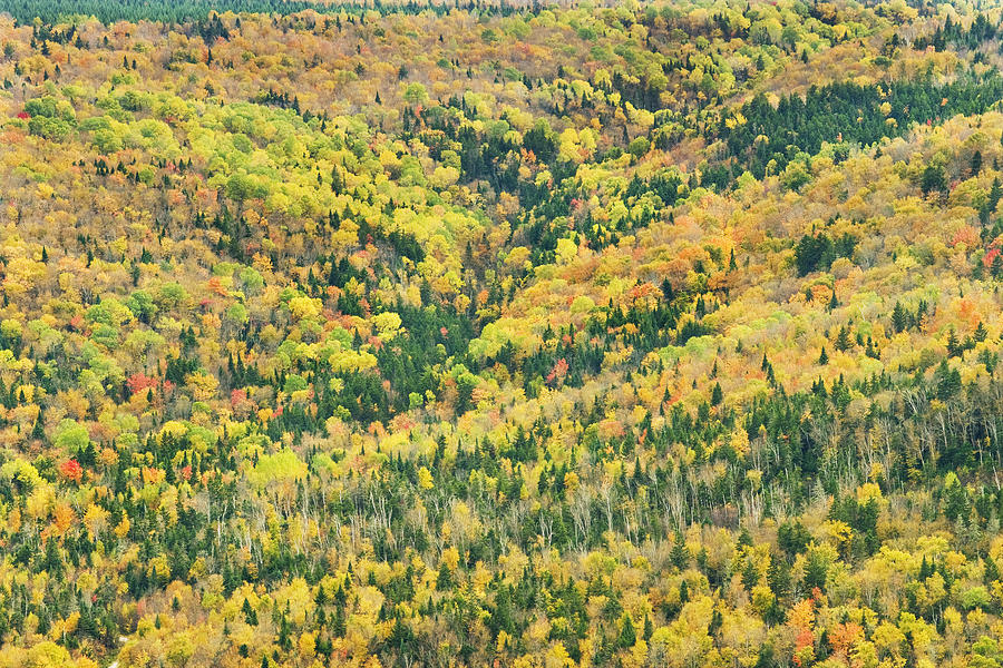 Colorful Fall Forest Near Rangeley Maine Photograph by Keith Webber Jr