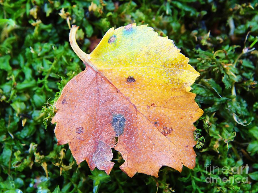 Colorful fall leaf Photograph by Karin Ravasio