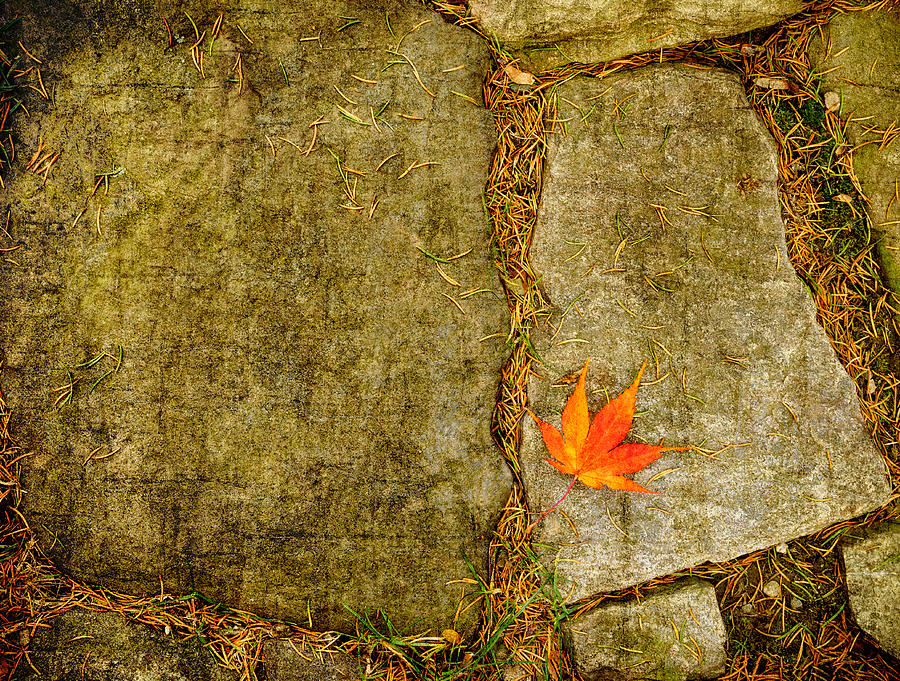 Colorful fall leaf on stone Photograph by Marianne Campolongo