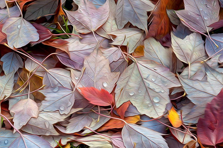 Colorful Fall Leaves 1 Photograph by Judith Barath