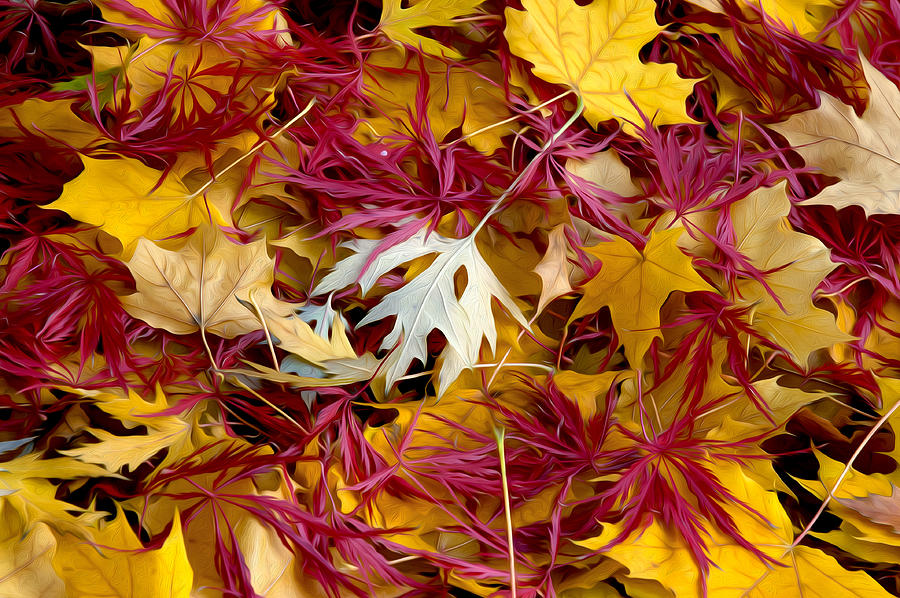 Colorful Fall Leaves 3 Photograph by Judith Barath