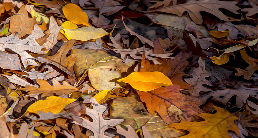 Colorful Fall Leaves 7 Photograph by Judith Barath