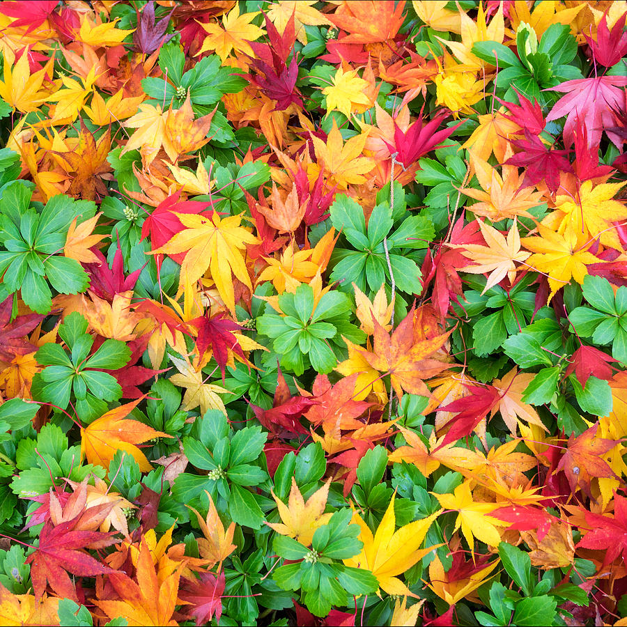Colorful fall leaves and pachysandra square Photograph by Marianne Campolongo