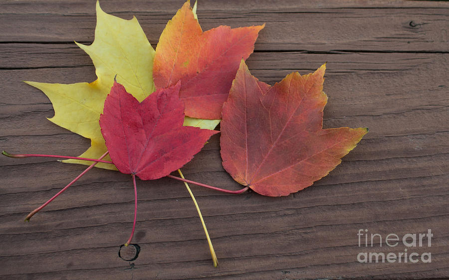 Colorful Fall Leaves Photograph by Arlene Carmel