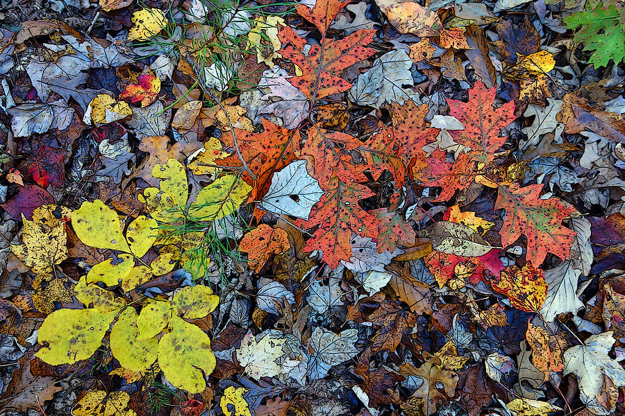 Colorful Fall Leaves Autumn Forest Floor Photograph By Rebecca Korpita