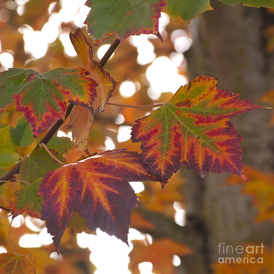 Fall Photograph - Colorful Fall Leaves by M J