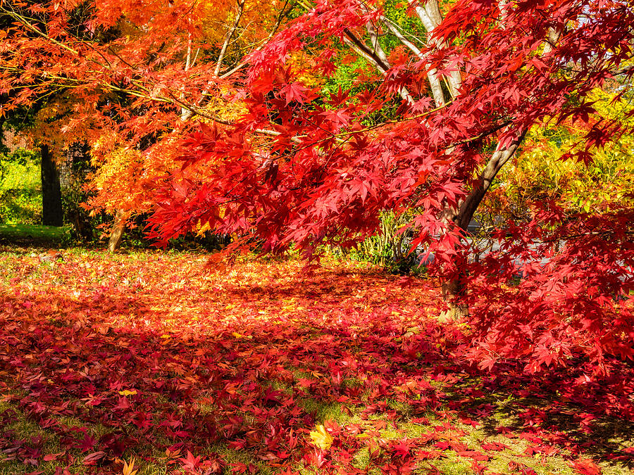 Colorful fall leaves on Japanese Maple trees Photograph by Marianne Campolongo