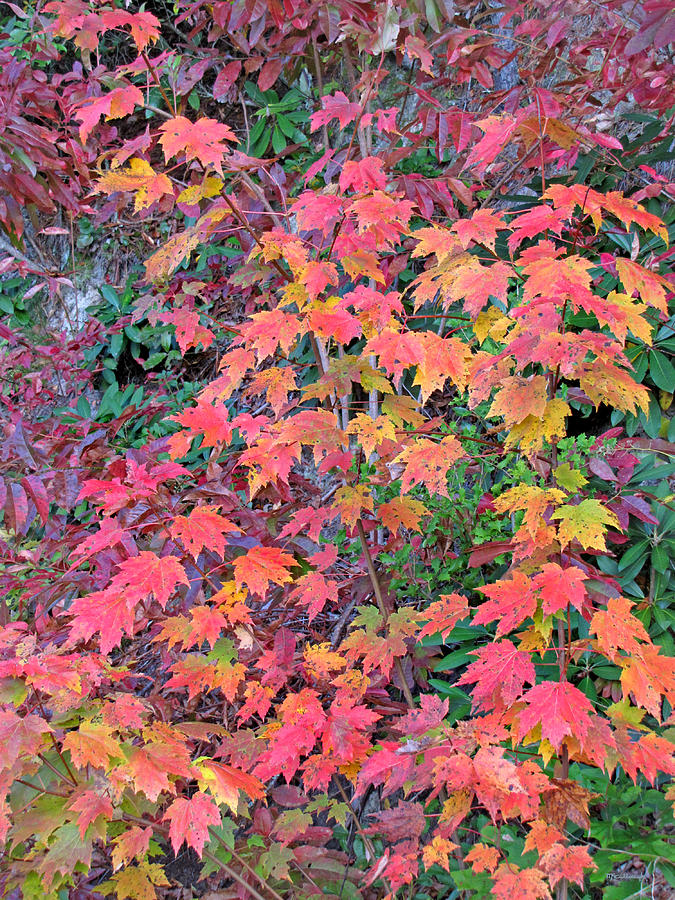 Colorful Fall Maple Leaves Photograph by Duane McCullough