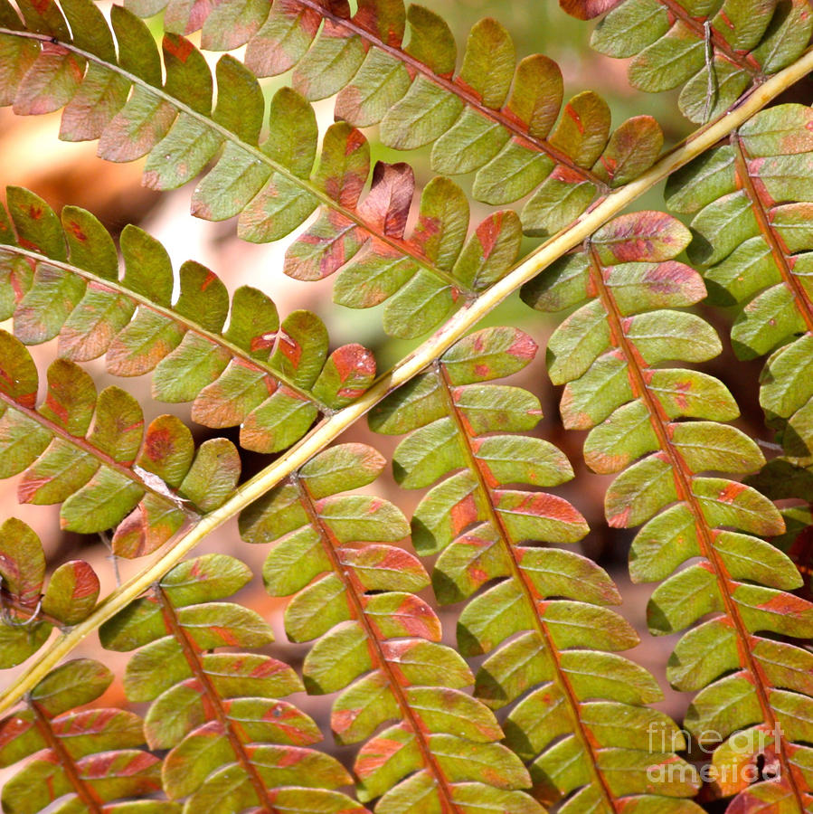 Colorful Fern Square Photograph by Carol Groenen