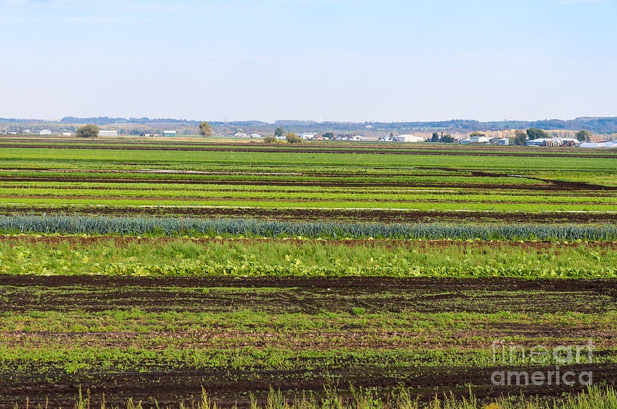 Fall Photograph - Colorful fields by Les Palenik