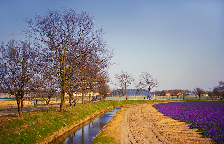 Colorful Fields of Holland Photograph by Jenny Rainbow