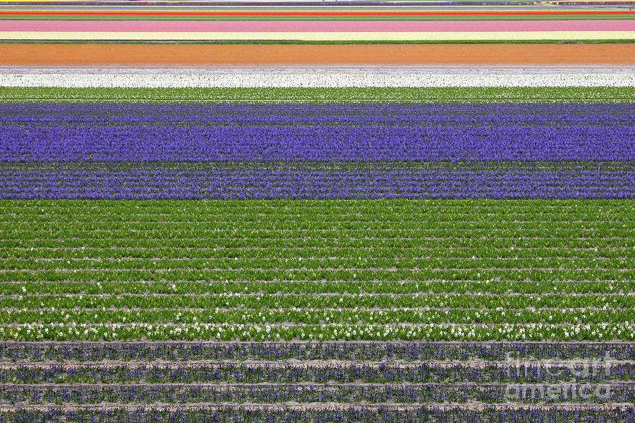Spring Photograph - Colorful fields of tulips and hyacinth in Netherland. by Kiril Stanchev