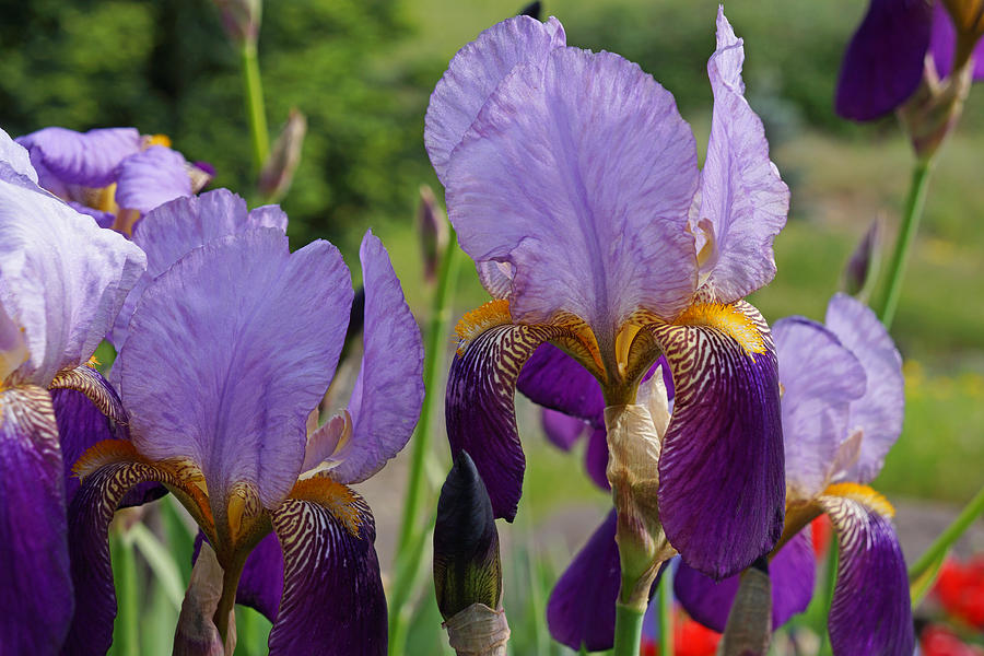 Colorful Fine Art Prints Purple Iris Flowers Photograph