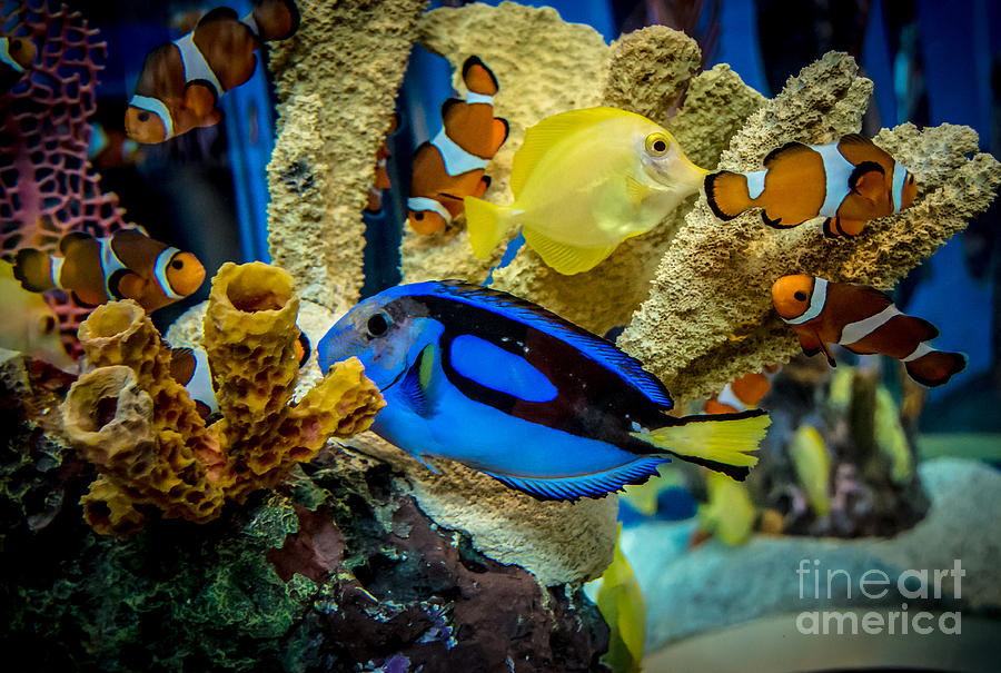 Colorful Fish Photograph by Cheryl Baxter