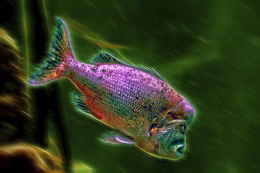 Colorful Fish Photograph by Maria Coulson