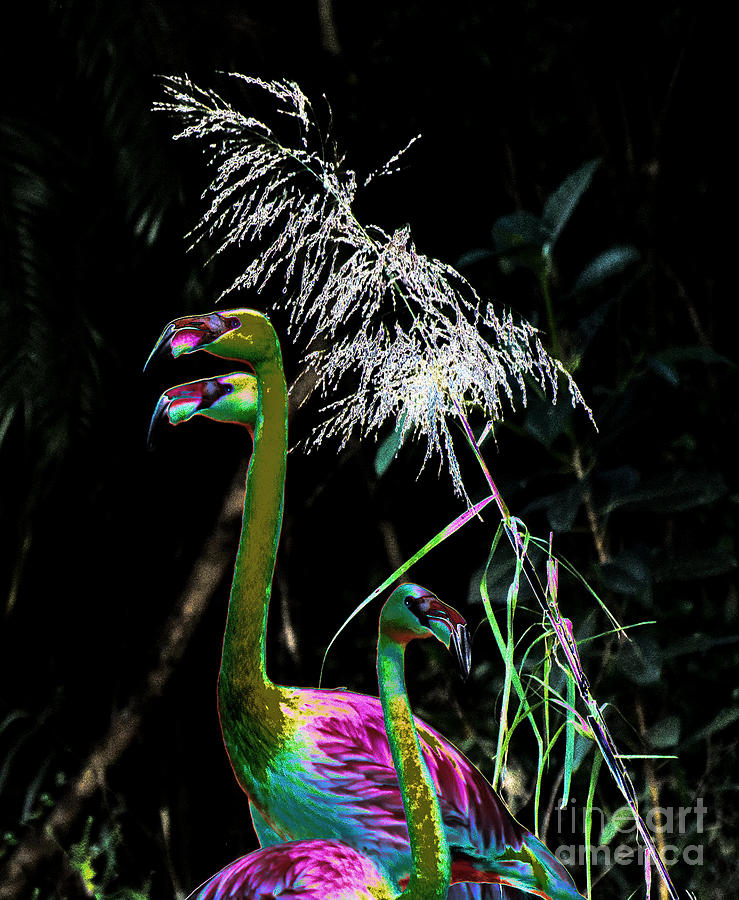 Colorful flamingos Photograph by Les Palenik