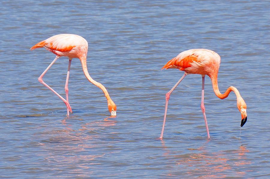 Colorful Flamingos Photograph By Willem Kalkwiek Fine Art America