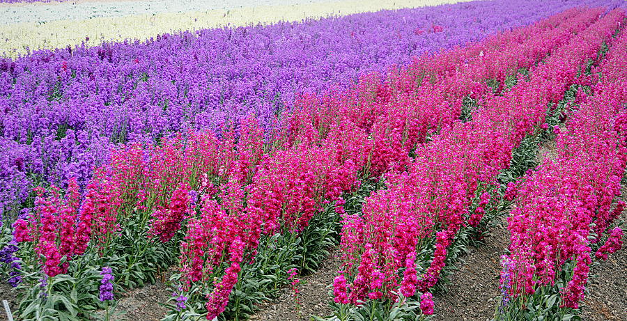 Colorful Flower Fields Photograph by AJ  Schibig