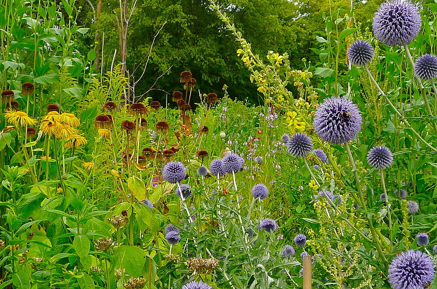 Colorful English Flower Garden Photograph by Denise Mazzocco - Fine Art ...