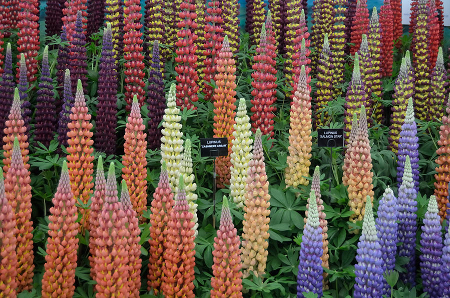Colorful Flower Show Lupine Display Photograph by Tom Wurl