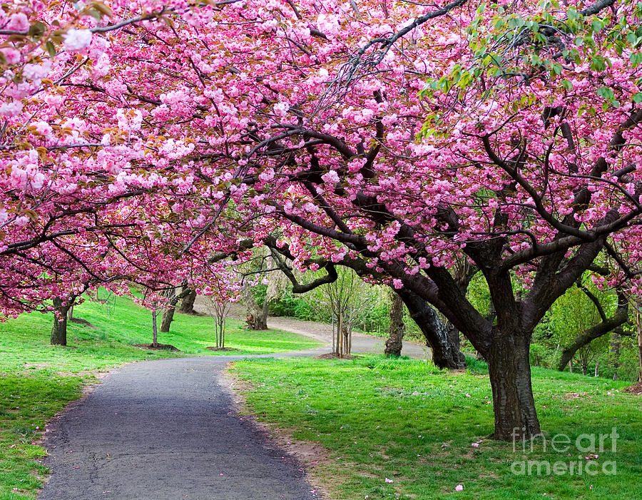 Colorful Flower Tree Vivid Photograph by Boon Mee