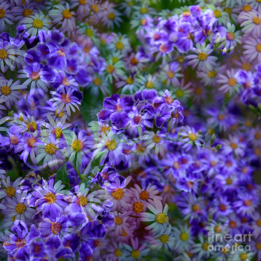 Colorful Flowers Abstract Photograph by Carol Groenen