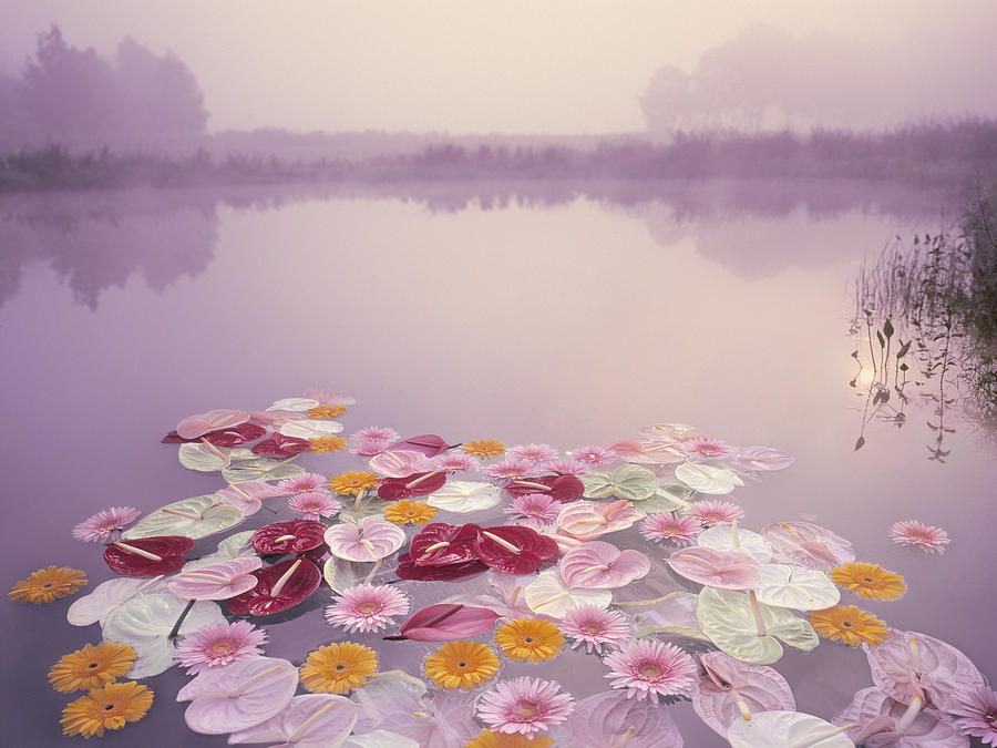 Colorful flowers floating in lake at misty dawn Photograph by EschCollection