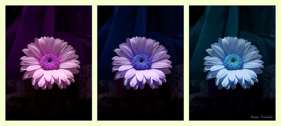Colorful Flowers Triptych . Wide Photograph by Renee Trenholm