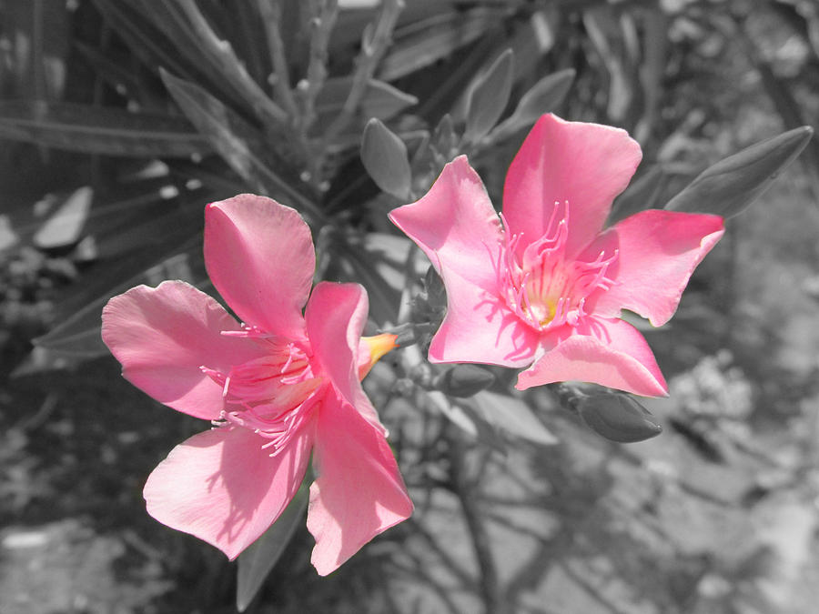 Nature Photograph - Colorful Flowers by Vinayak Patukale Nature Photograph - Colorful Flowers by Vinayak Patukale