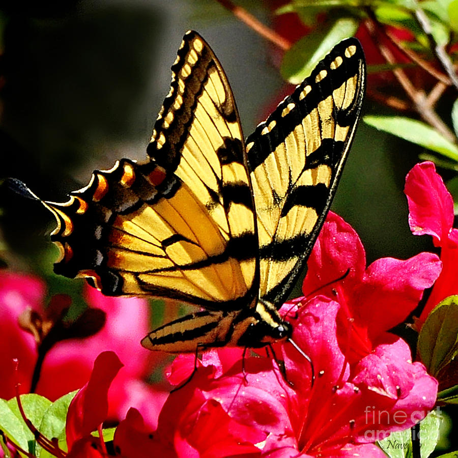 Colorful Flying Garden Photograph by Nava Thompson