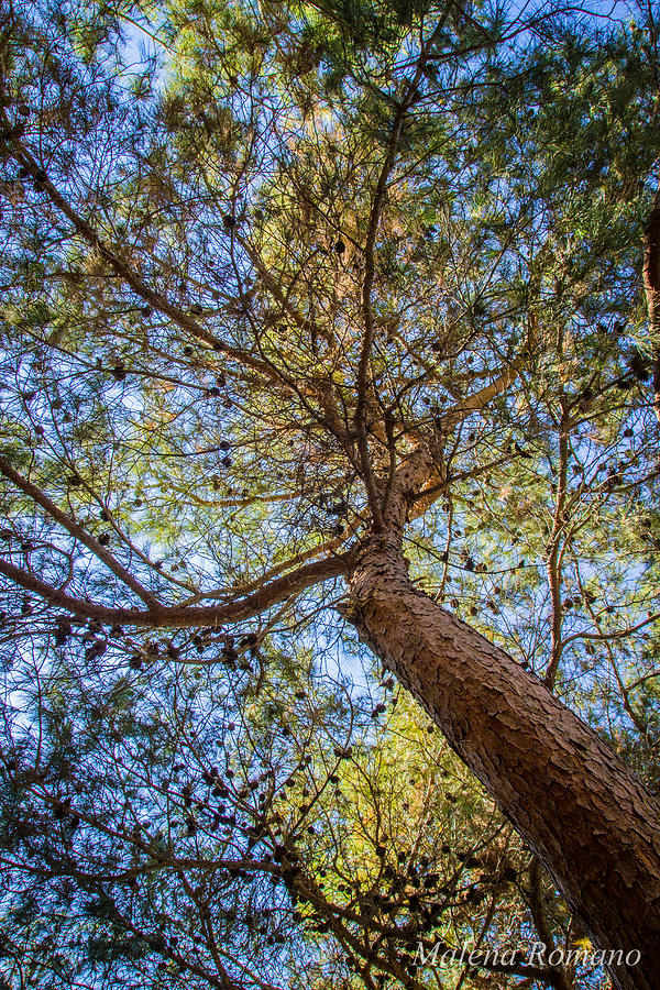 Colorful Pine Photograph By Malena Romano - Fine Art America