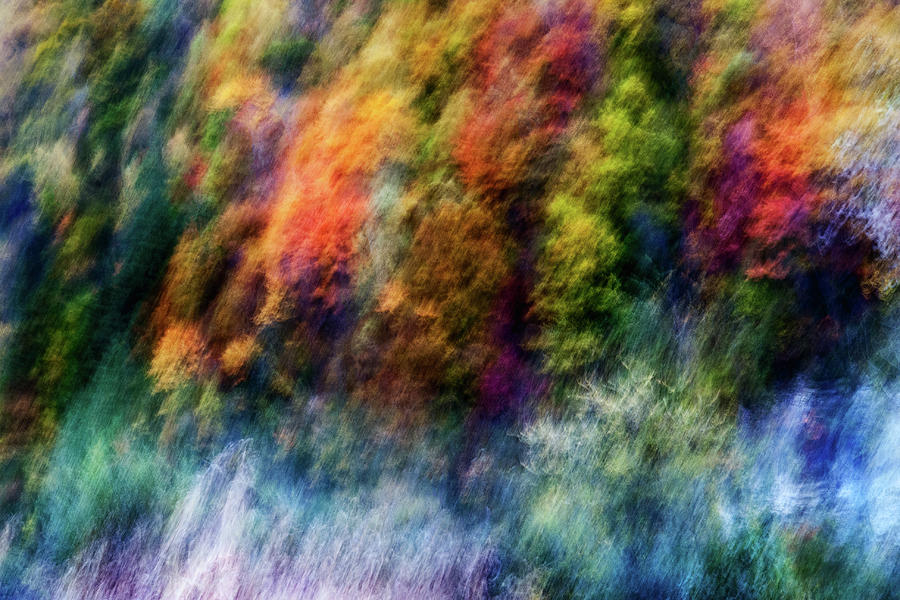 Tree Photograph - Colorful Forest by Wei He