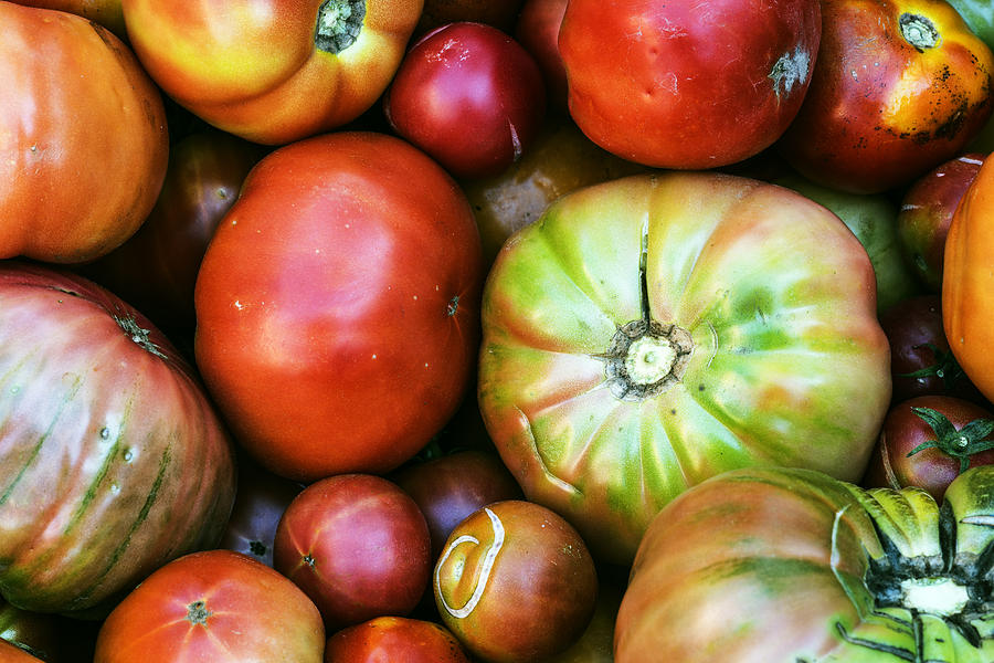 Boise Photograph - Colorful fresh tomatoes by Vishwanath Bhat