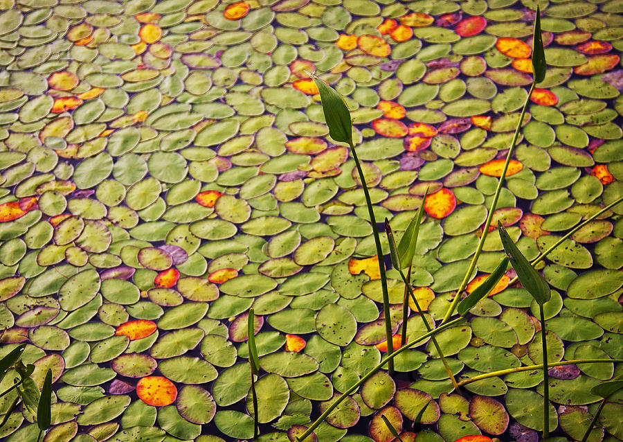 Lily Pads Photograph - Colorful Gathering by Don Powers