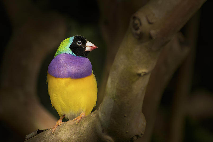 Colorful Gouldian Finch Photograph by Penny Lisowski