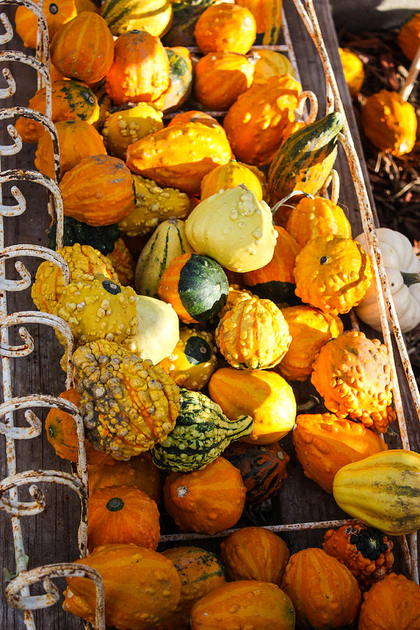 Colorful Gourds Amana IA Photograph by Cynthia Woods