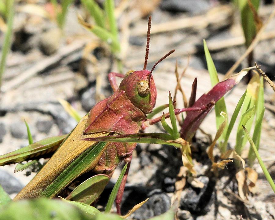 Colorful Grasshopper Photograph by Doris Potter