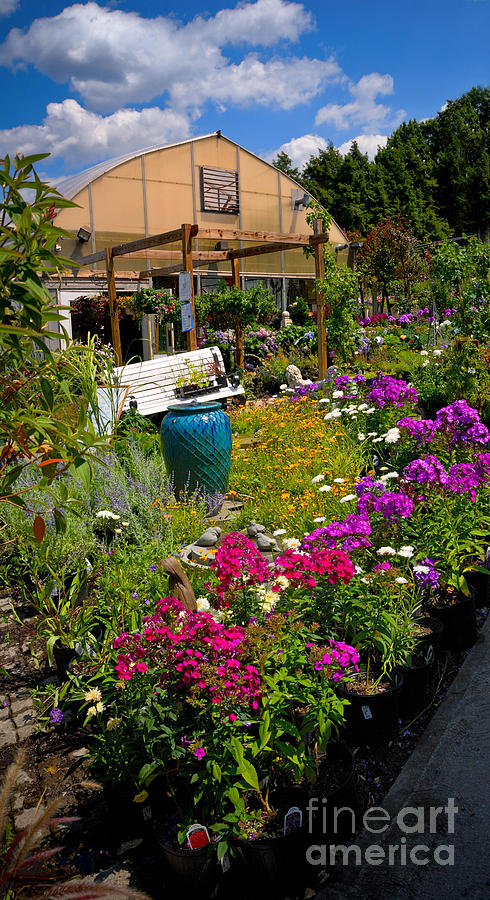 Flower Photograph - Colorful Greenhouse by Amy Cicconi