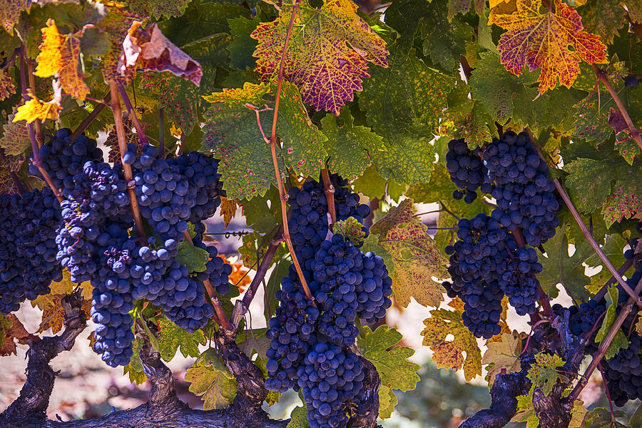 Grape Photograph - Colorful Harvest by Garry Gay