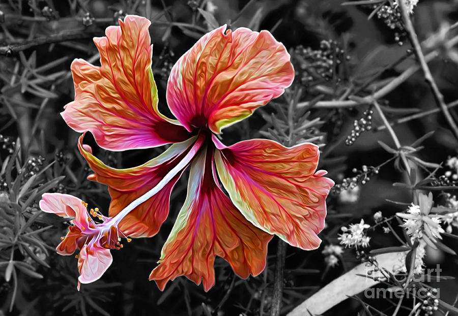 Colorful Hibiscus on Black and White Photograph by Kaye Menner