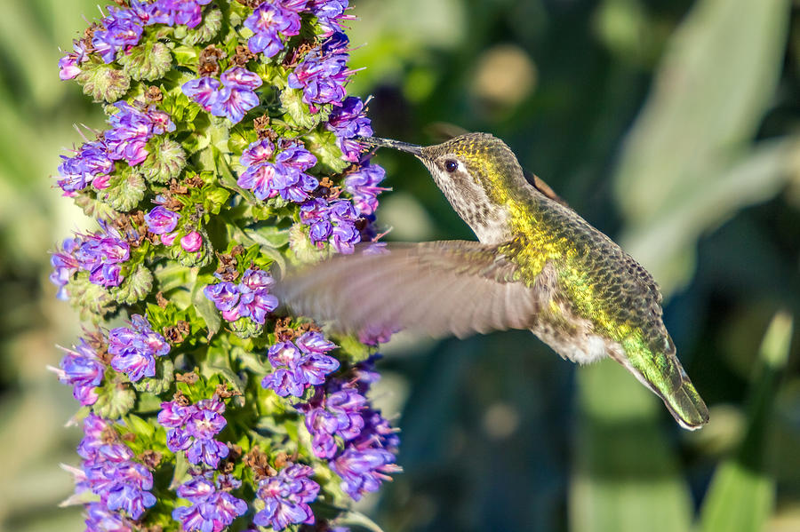 Colorful Hummingbird Feeding Photograph by Pierre Leclerc Photography