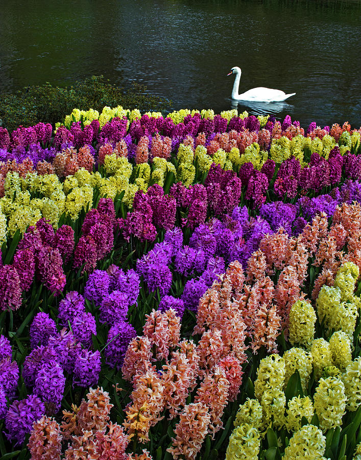 Colorful Hyacinths Announce Spring Photograph by Elfi Kluck Colorful Hyacinths Announce Spring Photograph by Elfi Kluck