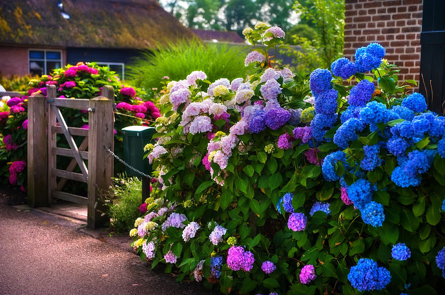 Architecture Photograph - Colorful Hydrangea at the Gate. Giethoorn. Netherlands by Jenny Rainbow