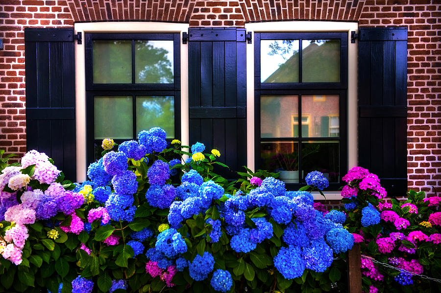 Colorful Hydrangea at the Windows. Giethoorn. Netherlands Photograph by Jenny Rainbow