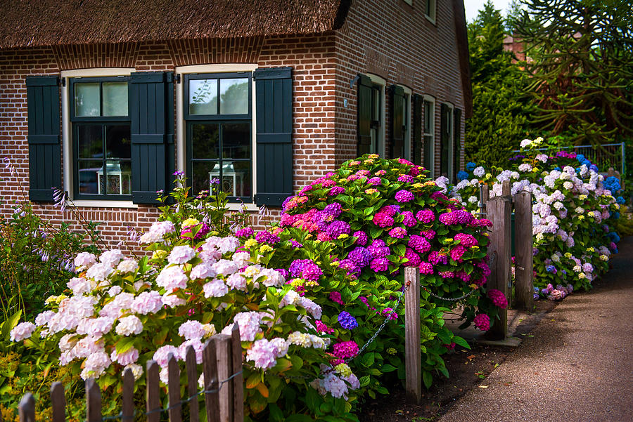 Colorful Hydrangeas. Giethoorn. Netherlands Photograph by Jenny Rainbow