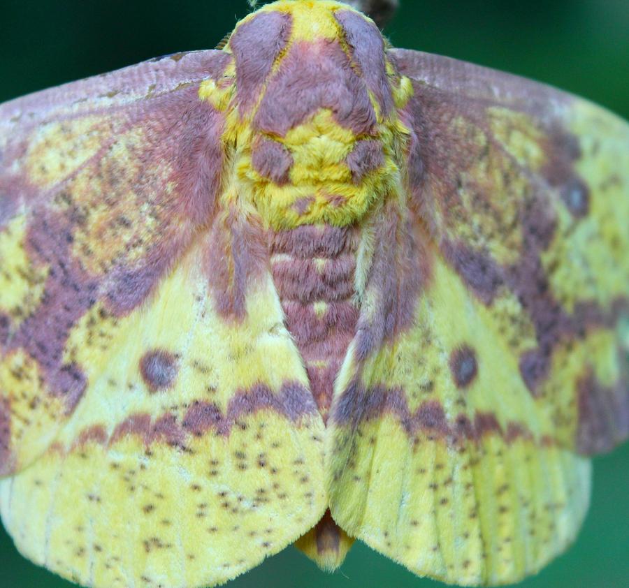 Moth Photograph - Colorful Imperial by Candice Trimble Moth Photograph - Colorful Imperial by Candice Trimble