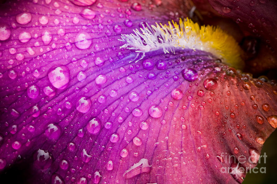Colorful iris Photograph by Oscar Gutierrez
