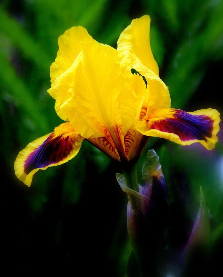 Colorful Iris Photograph by Rosanne Jordan - Pixels